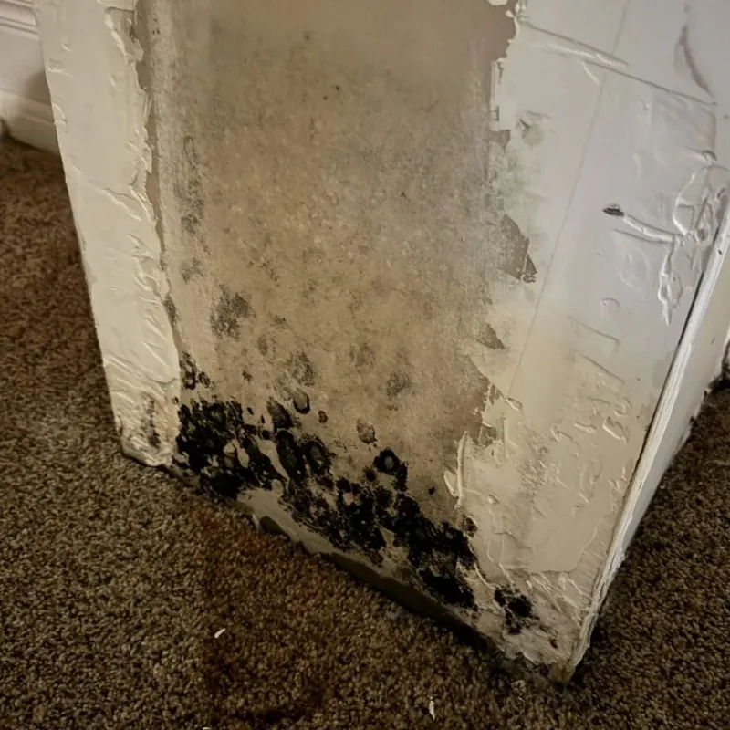 Professional Mold Removal in Delhi, LA